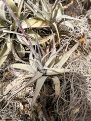 Tillandsia incarnata