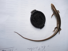 Marisora aquilonaria