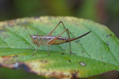 Conocephalus saltans