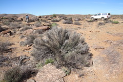 Hermbstaedtia glauca