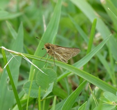 Panoquina panoquin