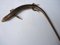 Marisora aquilonaria