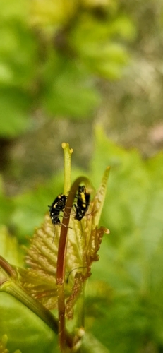 Gelbstirniger Warzenkäfer