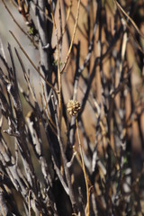 Hermbstaedtia glauca
