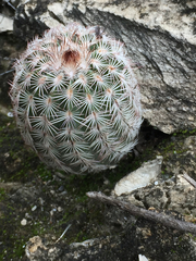 Echinocereus armatus