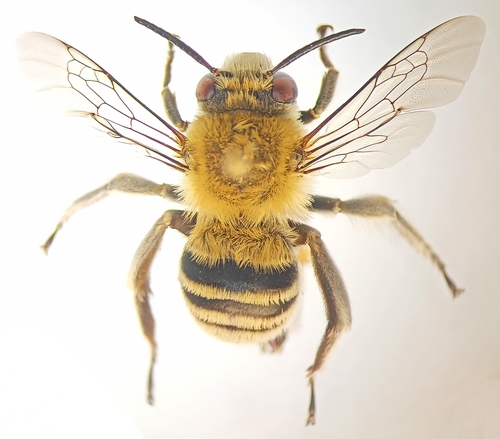 Anthophora superans