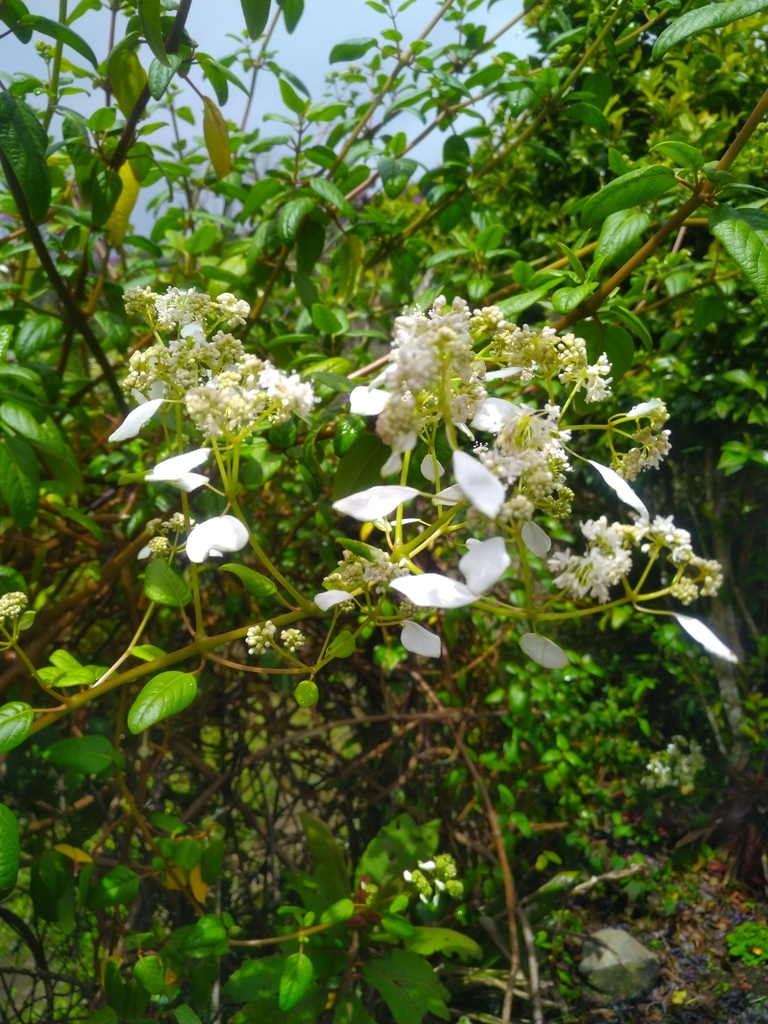 Hydrangea jelskii · iNaturalist