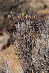 Hermbstaedtia glauca