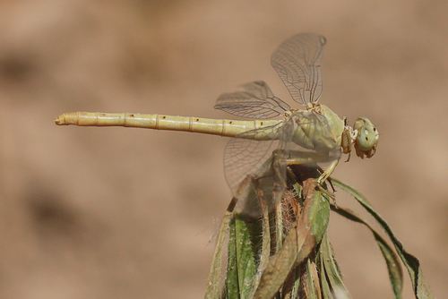 Anormogomphus