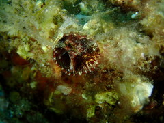 Thylacodes arenarius