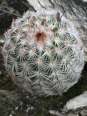 Echinocereus armatus