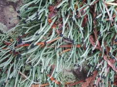 Pilophorus acicularis