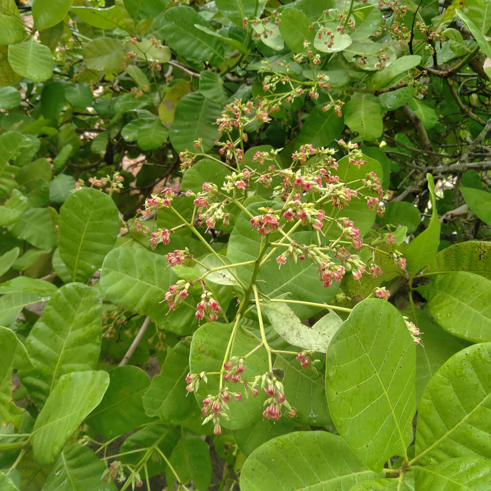 Anacardium occidentale