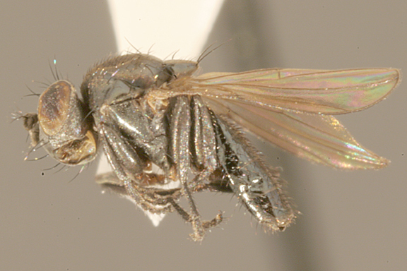 Petroleum Fly
