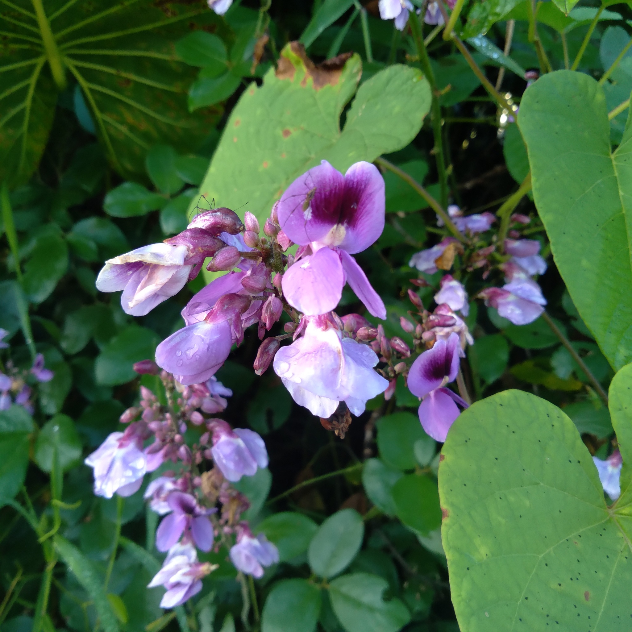 Dioclea virgata