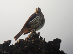 Arizelopsar femoralis
