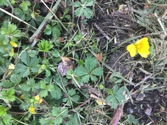 Potentilla anglica