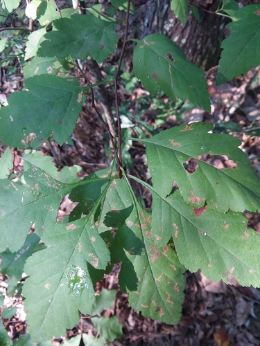 Image of Crataegus pulcherrima by (c) Will McFarland, some rights reserved (CC BY)