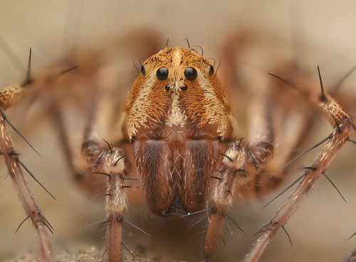 Western Lynx Spider photo 6