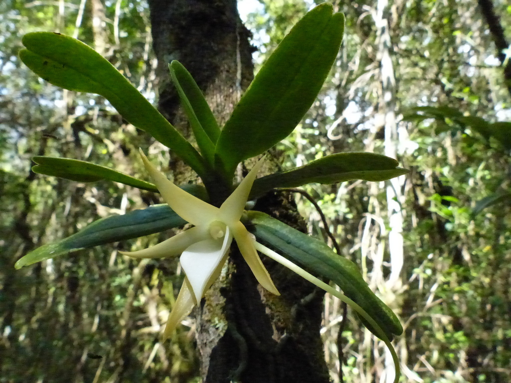 Angraecum dryadum