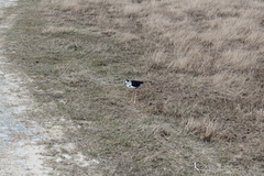 Himantopus novaezelandiae