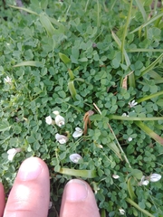 Trifolium monanthum monanthum