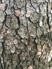 Metopium brownei