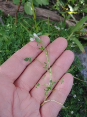 Trifolium monanthum monanthum