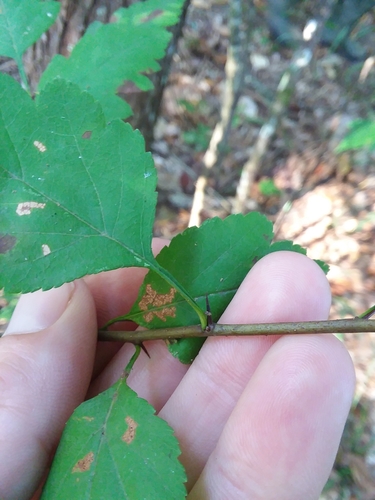 Image of Crataegus pulcherrima by (c) Will McFarland, some rights reserved (CC BY)
