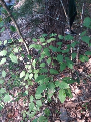 Crataegus pulcherrima