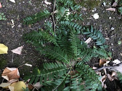Gleditsia triacanthos inermis