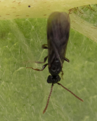 Myrmecina americana