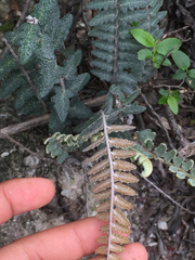 Astrolepis crassifolia