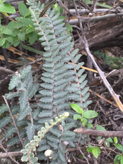 Astrolepis crassifolia