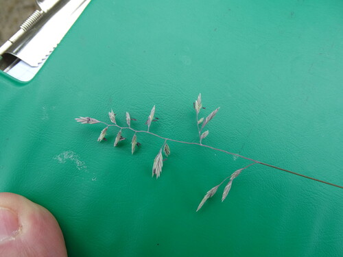 Festuca psammophila