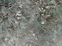 Festuca psammophila, photograph (c) Grzegorz Grzejszczak, some rights reserved (CC BY-SA)