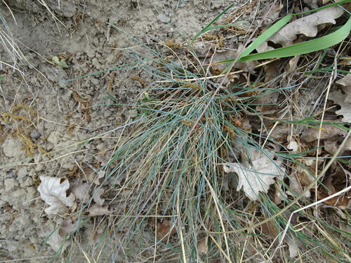 Festuca psammophila, photograph 1