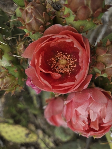Opuntia × vaseyi, photograph 3