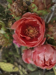 (c) Cristhian Mace, some rights reserved (CC BY) Opuntia × vaseyi, photograph (c) Cristhian Mace, some rights reserved (CC BY)
