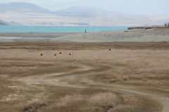 Himantopus novaezelandiae