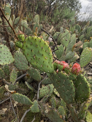 Opuntia × vaseyi, photograph 4