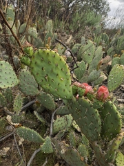 (c) Cristhian Mace, some rights reserved (CC BY) Opuntia × vaseyi, photograph (c) Cristhian Mace, some rights reserved (CC BY)