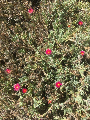Malephora crocea