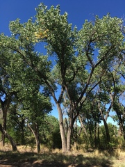 Populus deltoides wislizenii