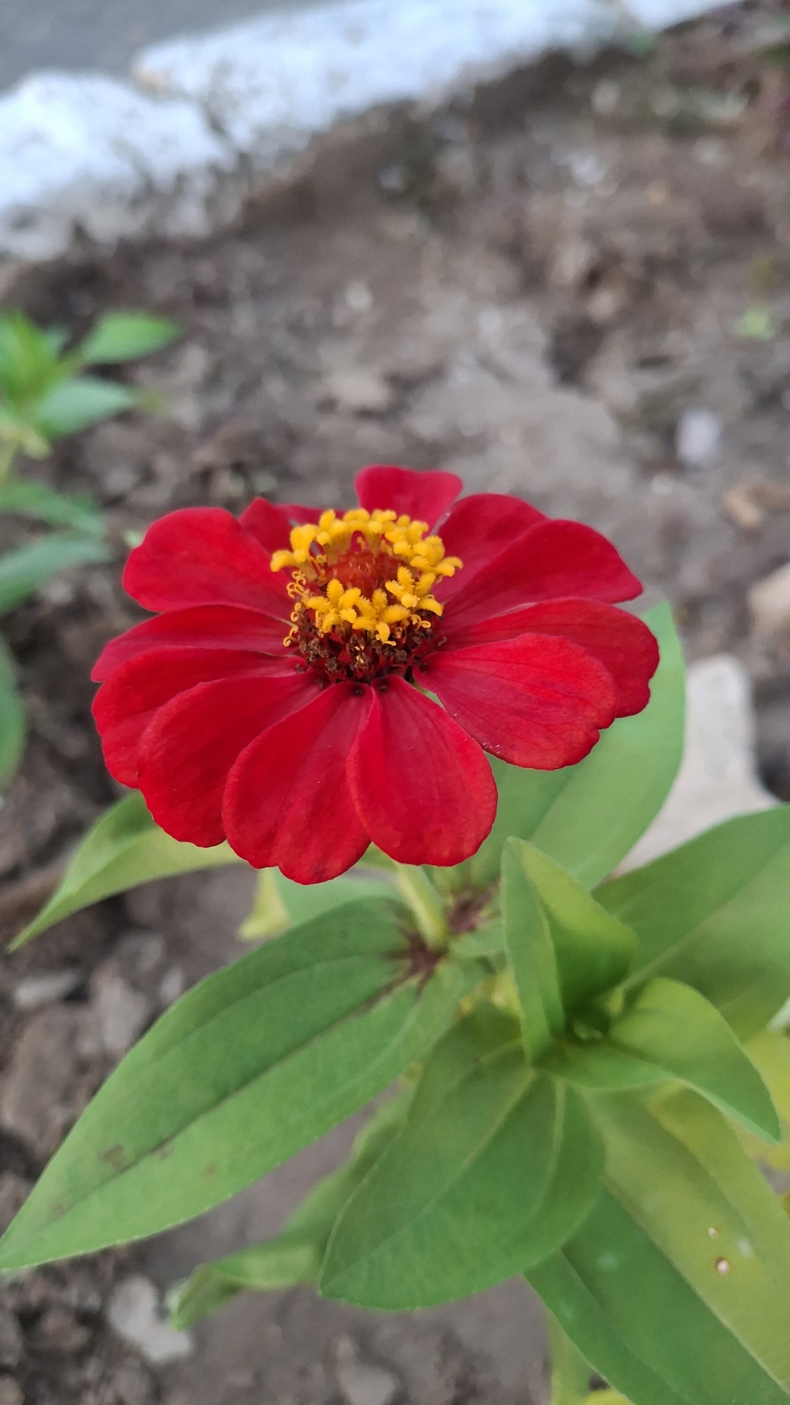 Zinnia elegans