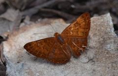 Emesis mandana
