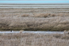 Himantopus novaezelandiae