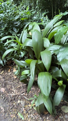 Curculigo capitulata observed 2025-05-27