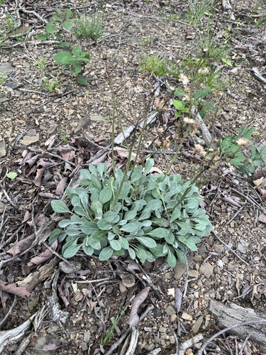 shale barren ragwort (Packera antennariifolia)