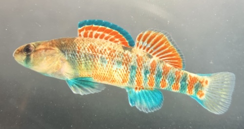 Orangethroat darter (Etheostoma spectabile) — Percidae — 3